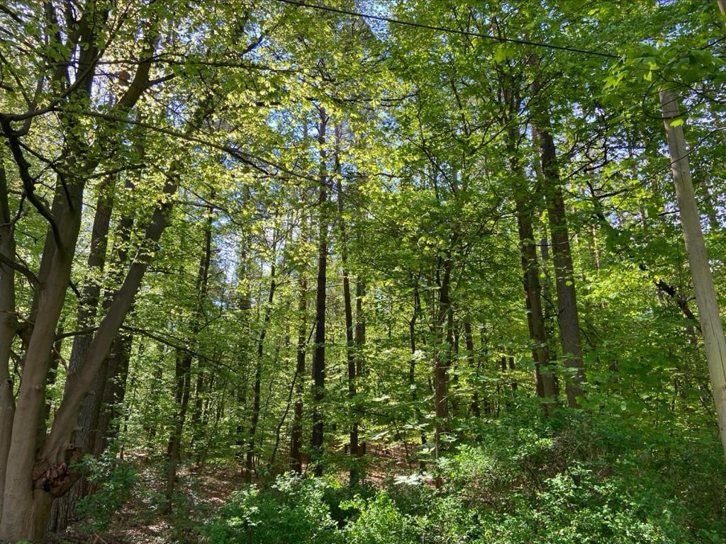 Waldwerk Wurlgrund Lychen 아파트 호텔 외부 사진